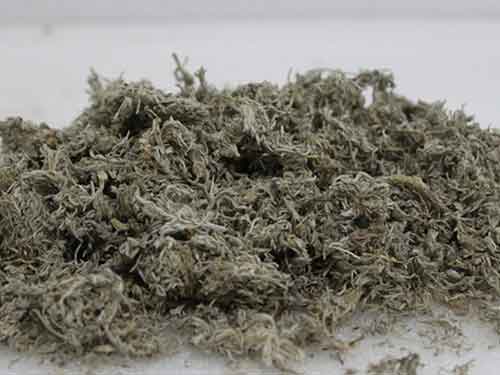 茵陈的副作用