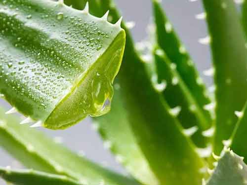 芦荟叶子发软怎么办