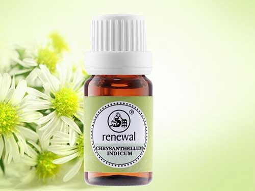 洋甘菊精油的功效与作用