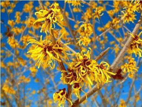 金缕梅提取物怎么使用