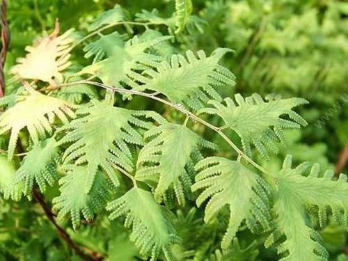 海金沙能治咽炎吗