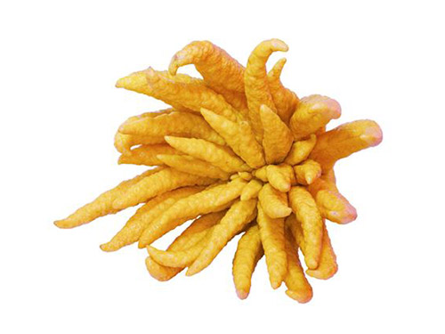 佛手柑的功效与作用