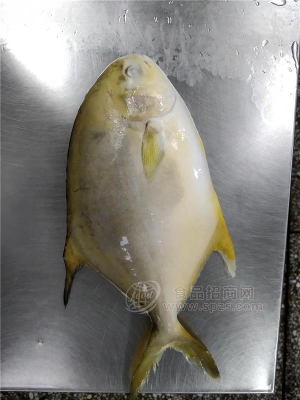 金鲳鱼 400/500规格，单冻金鲳