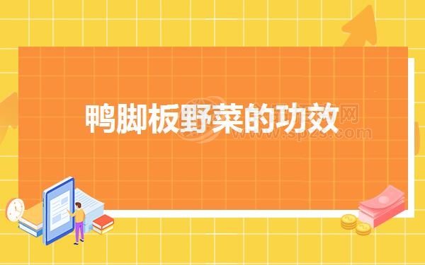 鸭脚板野菜的功效