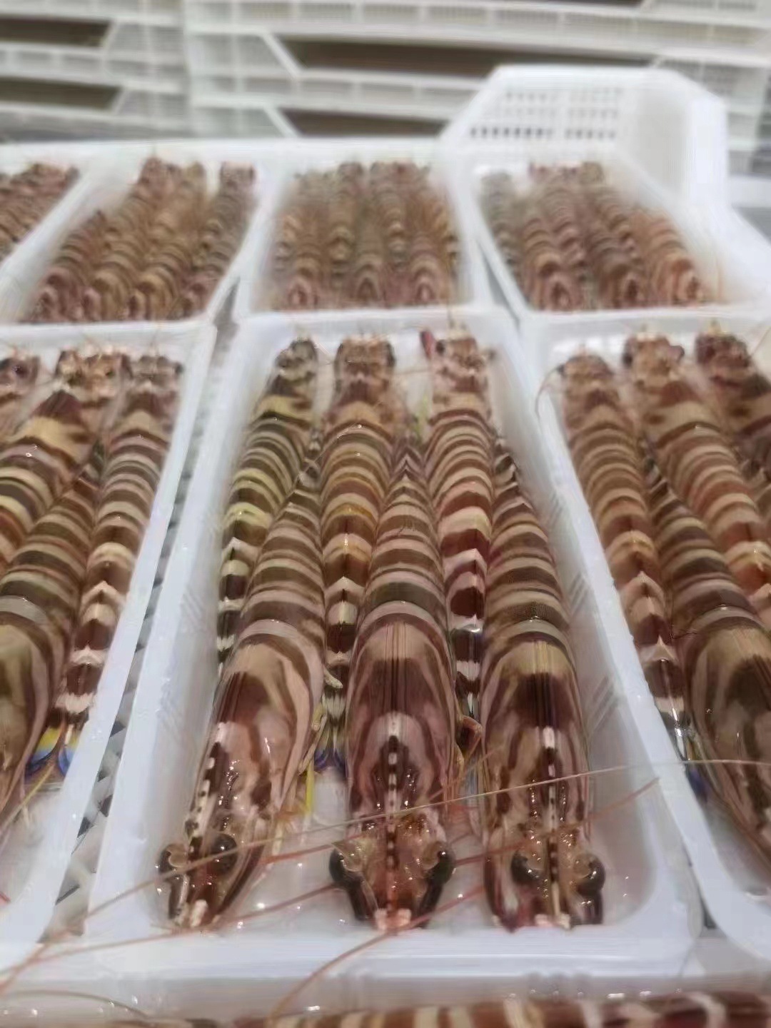 福建东山岛 大斑节虾 九节虾 海虾 冻品海鲜水产批发 食用农产品