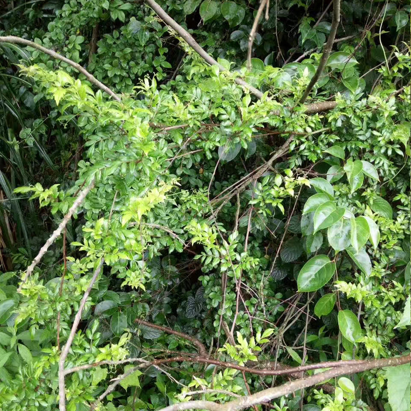 厂家直供 莓茶嫩芽藤茶茅岩霉茶土家新苺茶250g 可定制贴牌加工