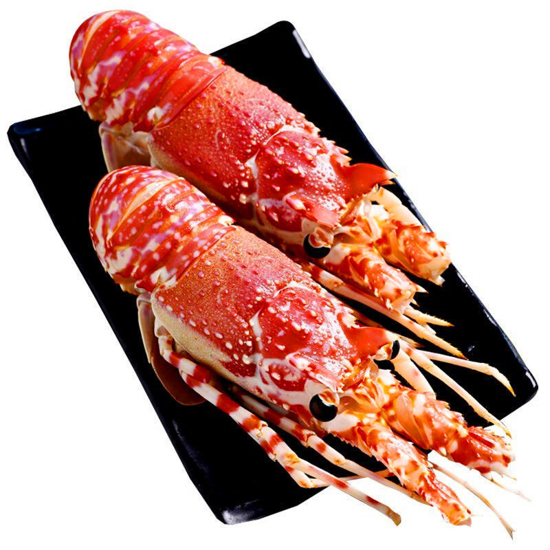 海虾活动6只玫瑰龙超大莫桑比克小青龙虾澳龙红波龙刺身新鲜冻品
