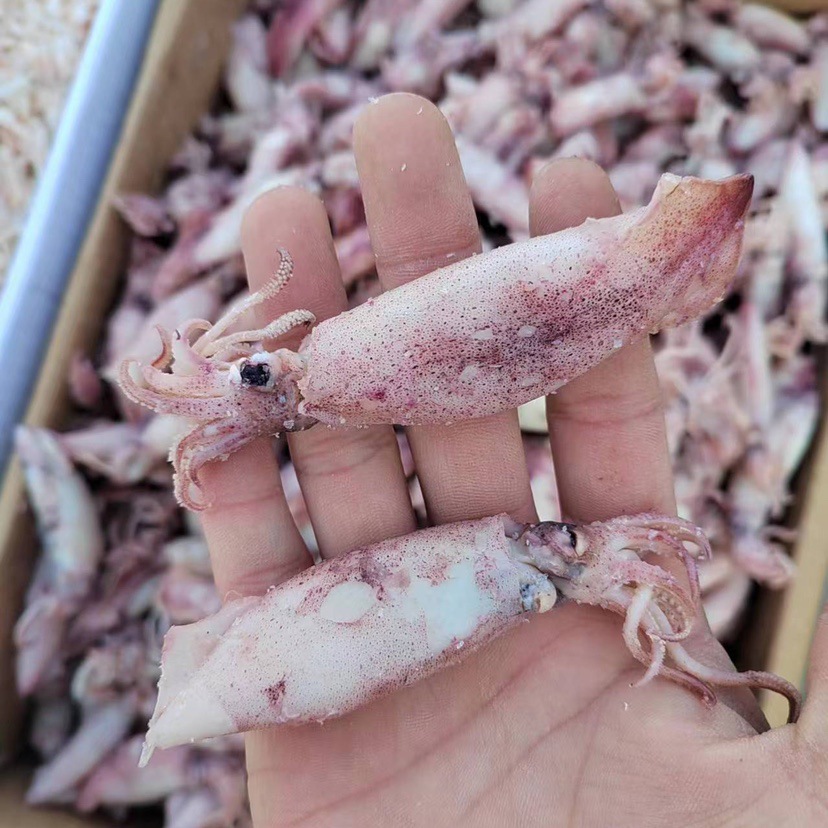 新鲜大海兔 现货直供海兔 支持批发海鲜水产海兔子