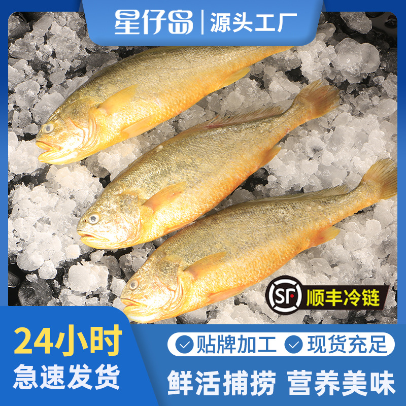 星仔岛冰鲜大黄鱼冷冻海鲜黄花鱼整条厂家批发水产食用商用整箱