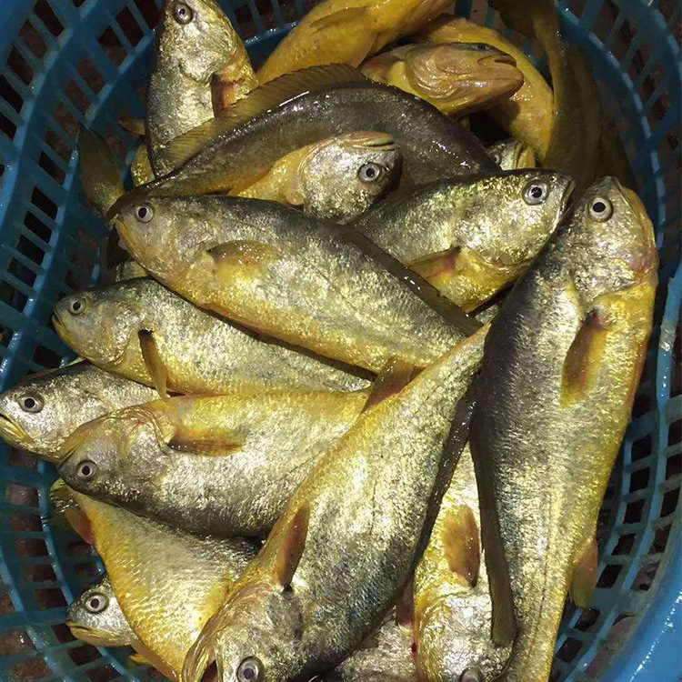 （包邮）新鲜大黄鱼冰鲜 宁德特产大黄花鱼黄瓜鱼冷冻400-500g