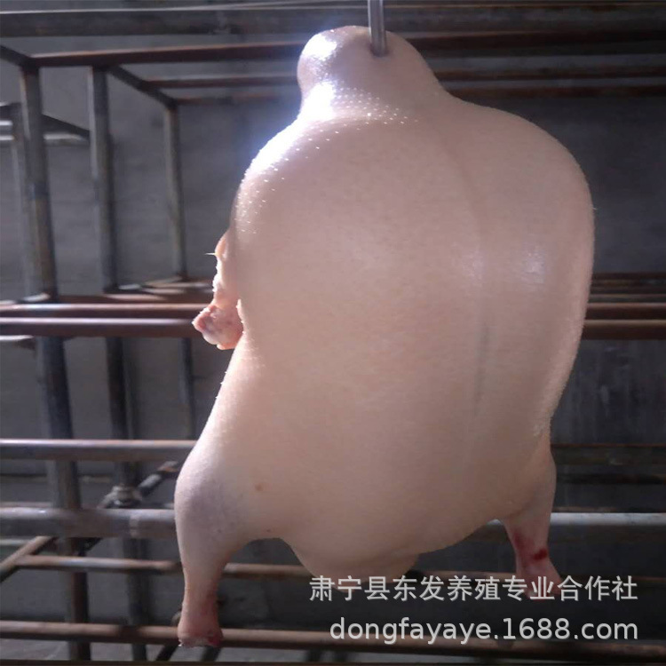 厂家批发新鲜冷冻精鸭胚4.5斤左右四