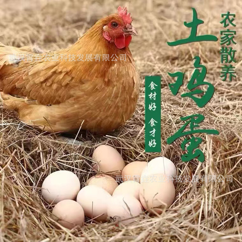 现货供应 农家散养土鸡蛋 每盒30枚装 宝宝辅食绿壳鸡蛋
