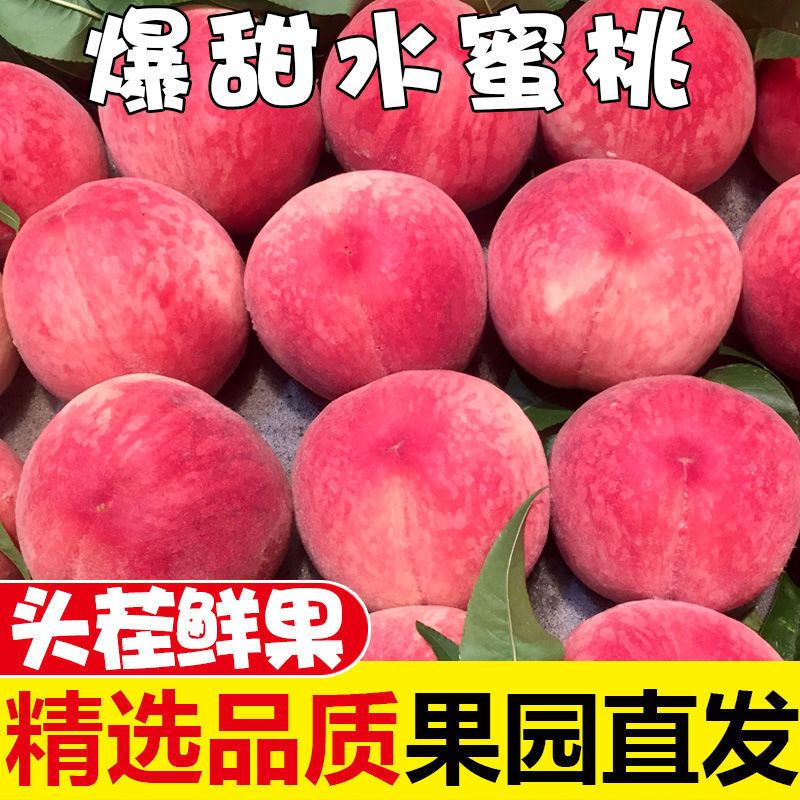 桃子新鲜水蜜桃3/5/10斤毛桃现摘当季水果应季脆甜时令非油桃批发